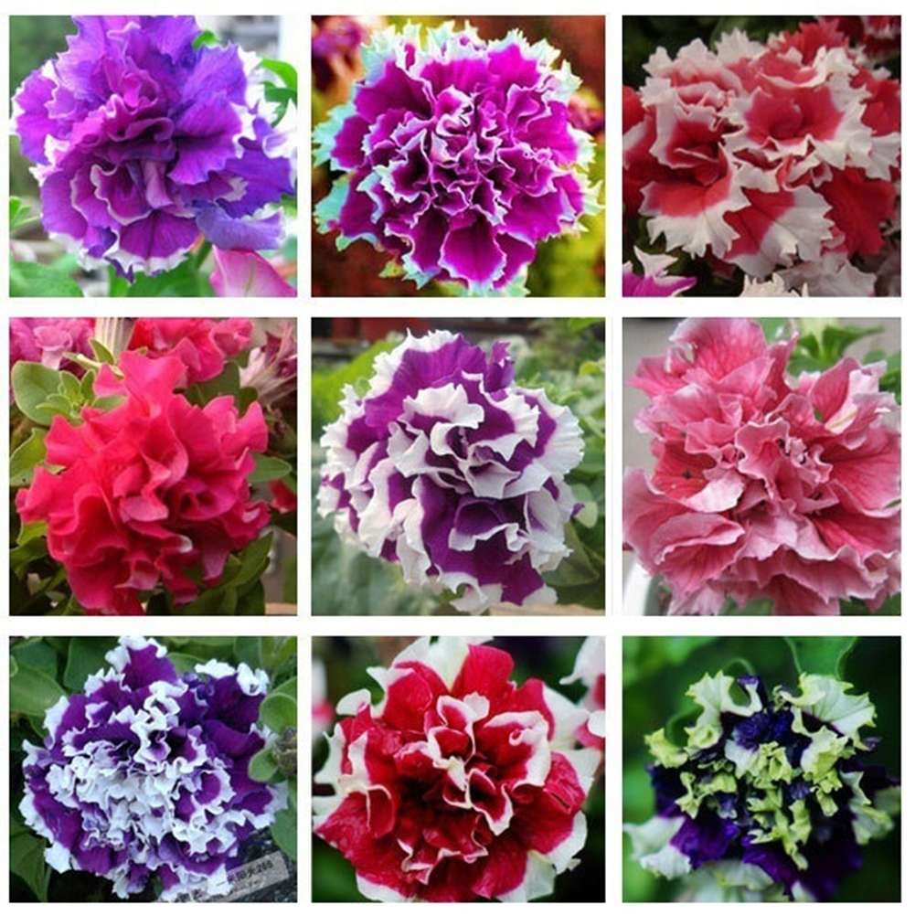 100 PCS Vibrant Mixed Double Petunia Seeds - Dwarf Varieties for Magnificent Blooms