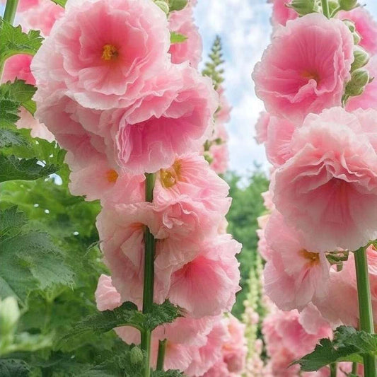 100 PCS Bacopa Hollyhock Seeds Perennial Flower Garden Seed Flowers Seed Flower