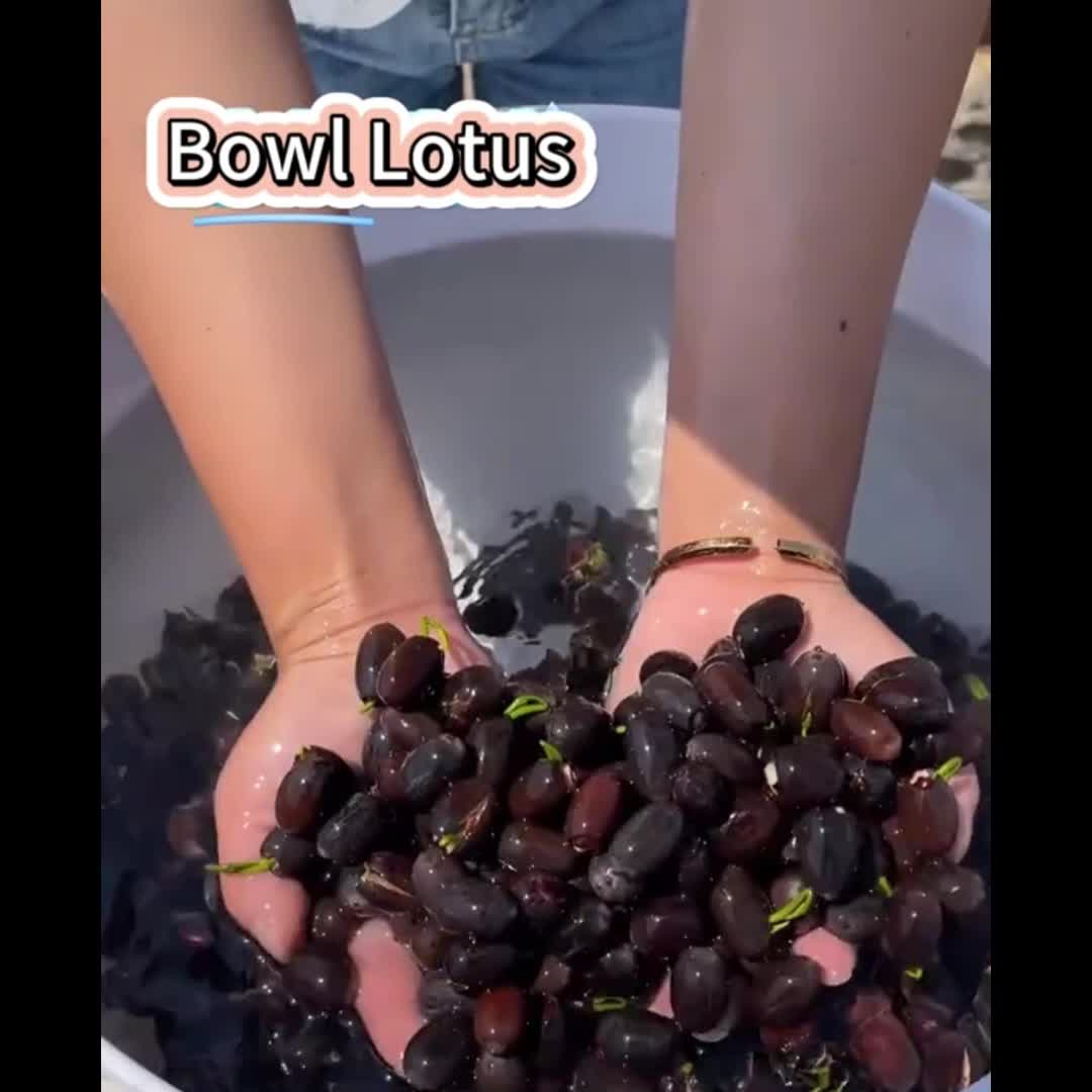 30 Bowl Lotus Flower seeds Water Lily Home Garden Plants