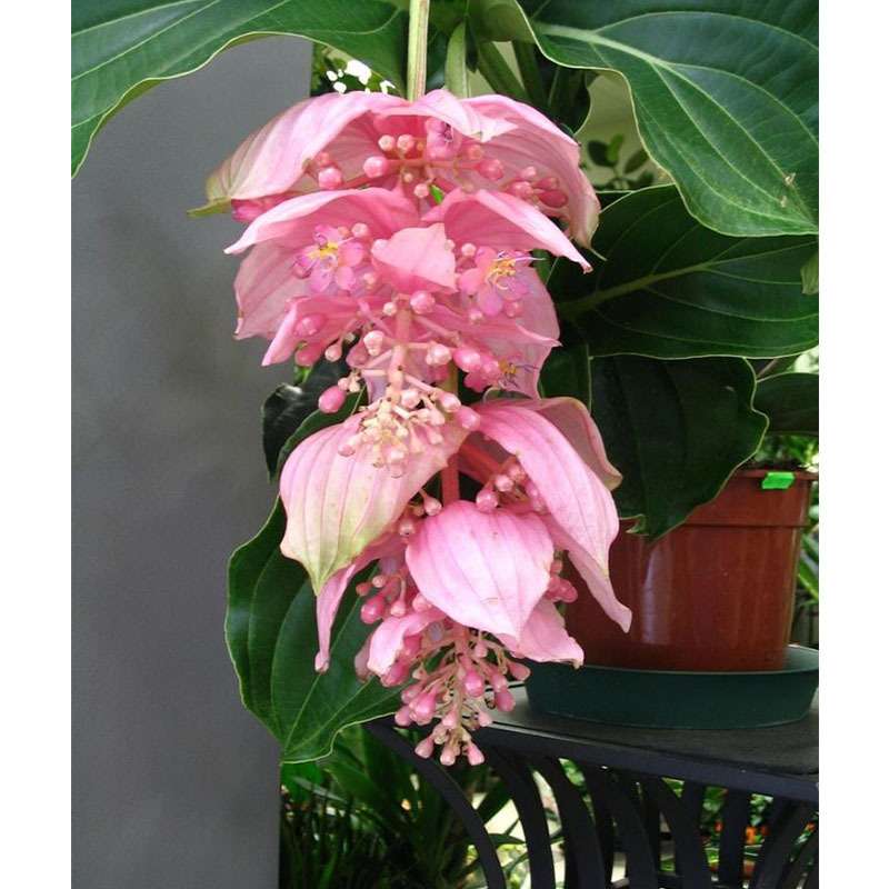 100 PCS Rare Pink Medinilla Magnifica Seeds - Tropical Elegance for Your Home Garden