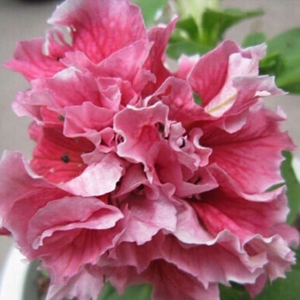 100 PCS Vibrant Mixed Double Petunia Seeds - Dwarf Varieties for Magnificent Blooms