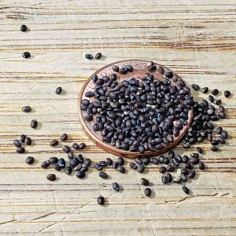 Nepeta Seeds