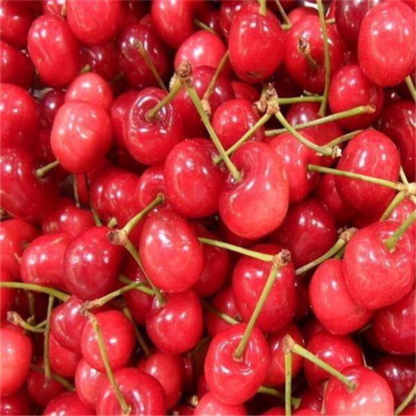 Potted Cherry Tree Seeds