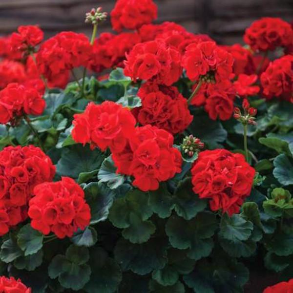 Geranium Flower Seeds