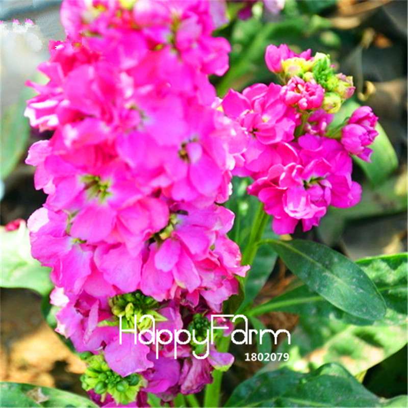 Violet Flower Seeds - Fragrant Matthiola Incana for Garden Planting, Easy Grow
