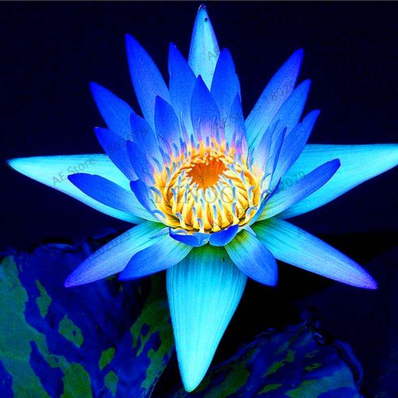 Lotus Flower Seeds - Aquatic Water Lily Plants for Home Garden Planting