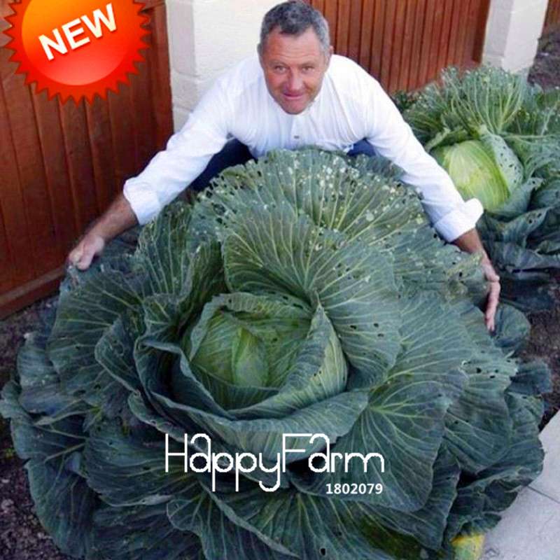 Giant Russian Cabbage Seeds - Rare, Nutrient-Rich for Home Gardening