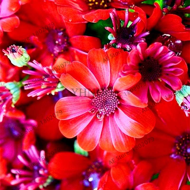 Cineraria Flower Seeds - 23 Colorful Bonsai Varieties for Home & Garden DIY Planting