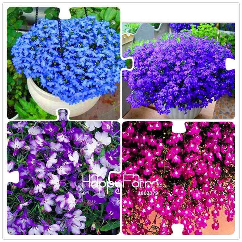 Lobelia Seeds - Bonsai Flower, Creeper & Ground Cover Plants for Garden Landscaping | Fast-Growing