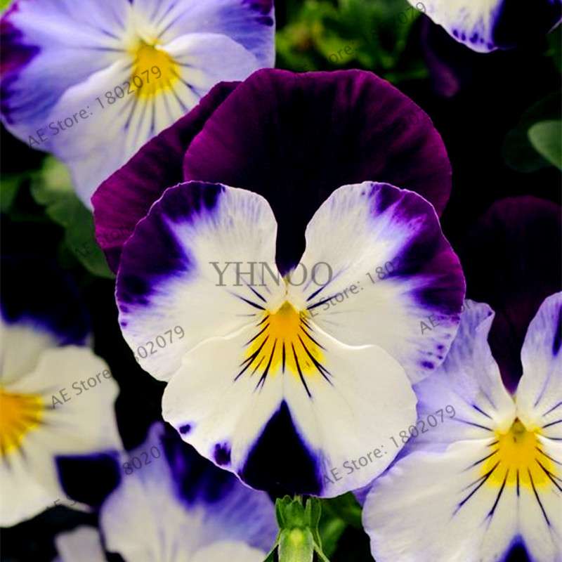 24 Colors Wavy Pansy Seeds - Viola Tricolor for Indoor Bonsai & Home Garden Planting