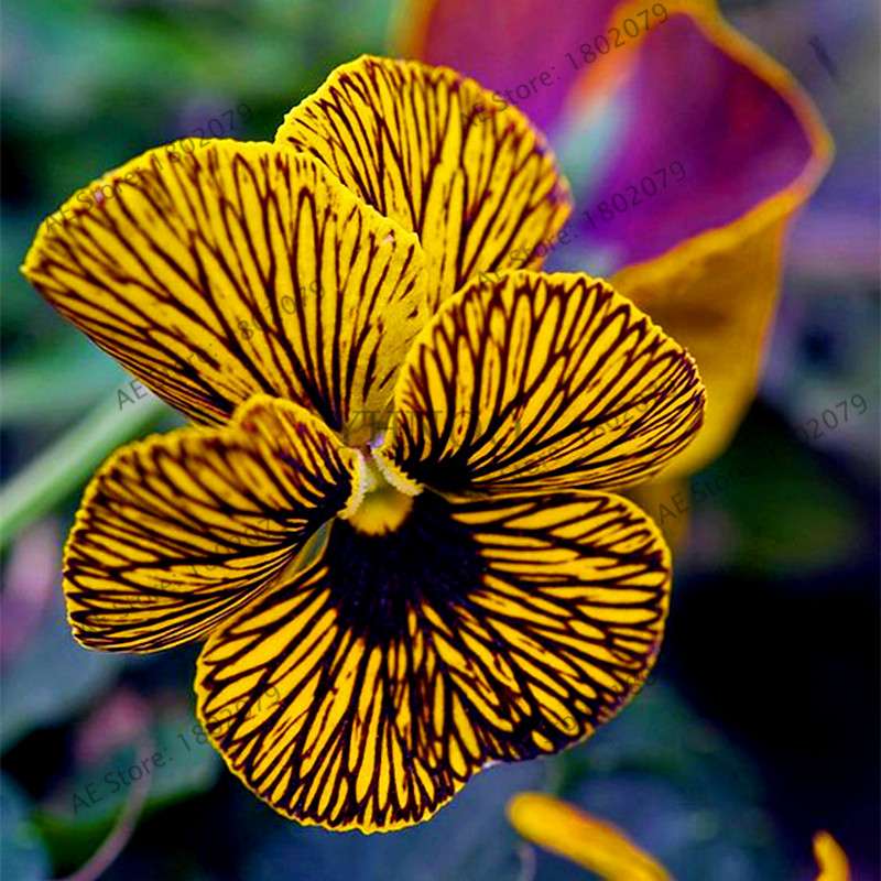 24 Colors Wavy Pansy Seeds - Viola Tricolor for Indoor Bonsai & Home Garden Planting