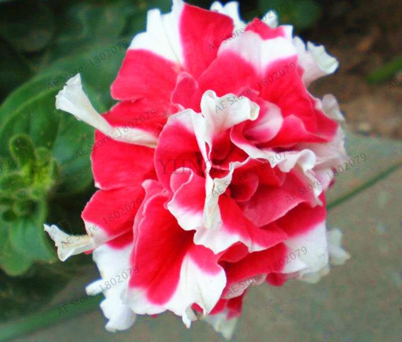 Double Petal Petunia Seeds - Vibrant Indoor Flower Bonsai Plants for Home & Garden