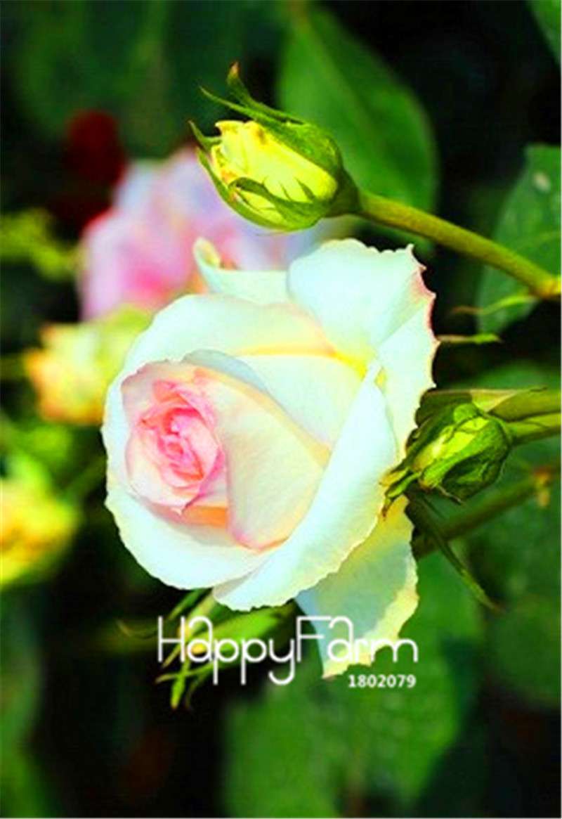 Rose Flower Seeds - Perennial, Easy to Grow, Blooms All Seasons - Planting Guide Included