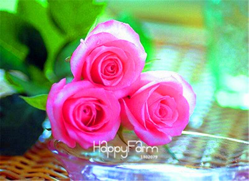 Rose Flower Seeds - Perennial, Easy to Grow, Blooms All Seasons - Planting Guide Included