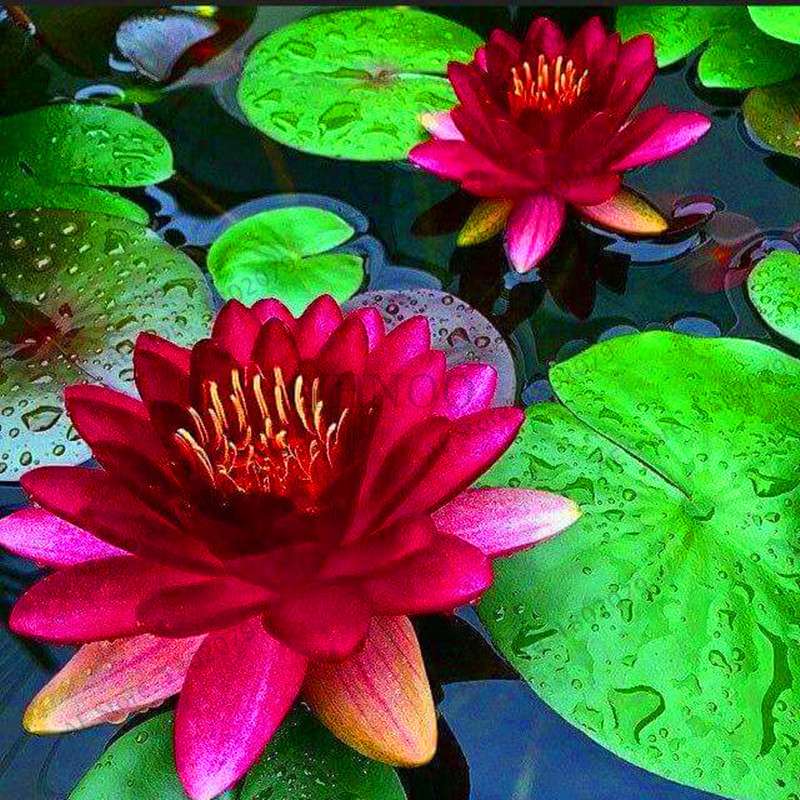 Lotus Flower Seeds - Aquatic Water Lily Plants for Home Garden Planting
