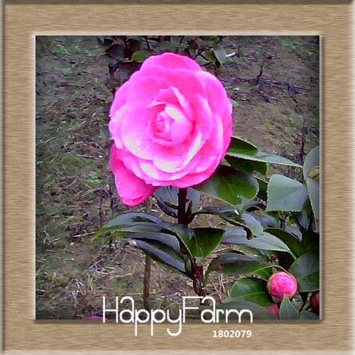 24-Color Camellia Seeds Kit - for Potted Plants, Bonsai & Garden Flowers | Fast-Growing & Vibrant Blooms