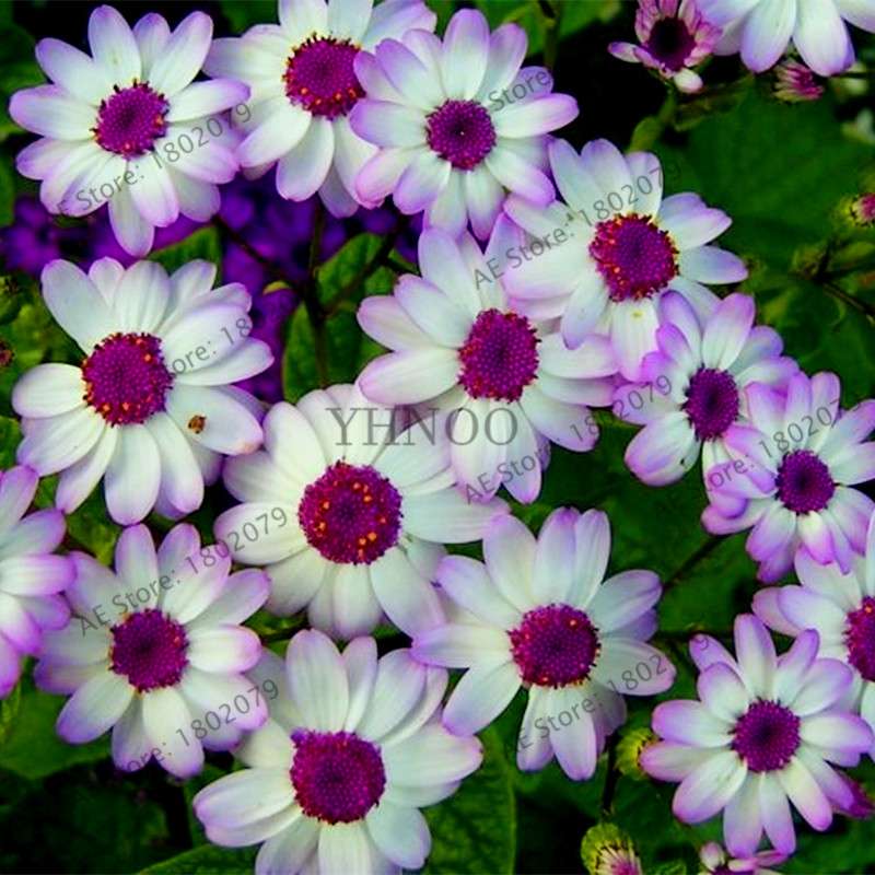 Cineraria Flower Seeds - 23 Colorful Bonsai Varieties for Home & Garden DIY Planting