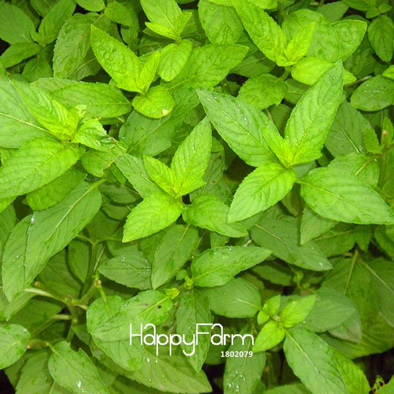 Premium Mint Seeds for Herbal Tea - Radioprotective Benefits, Non-GMO, USA Garden