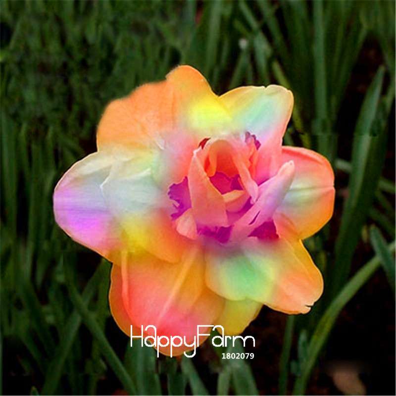 Narcissus Tazetta Seeds - Beautiful Daffodil Balcony Plants, Air-Purifying & Easy to Grow
