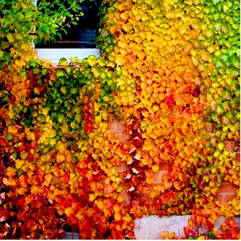 Green Boston Ivy Seeds - Easy Grow DIY Garden Plants for Outdoor & Home Planting - Fast Shipping