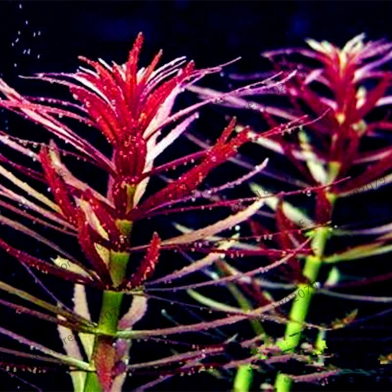 Mixed Aquarium Plants Seeds - Fish Tank Decor, Live Water Grass for Aquatic Plant Lovers