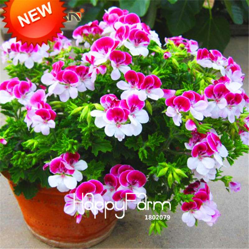 Red & White Geranium Seeds - Perennial Pelargonium Peltatum for Garden Planting