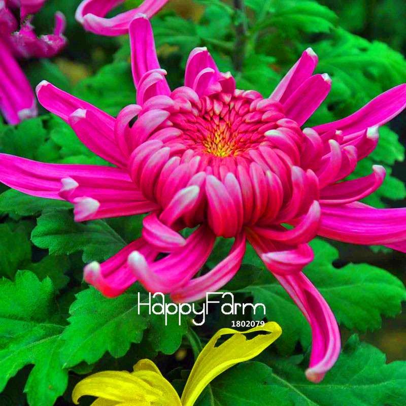 Fragrant Chrysanthemum Seeds - Colorful Bonsai Flower Seeds for Home Garden Planting