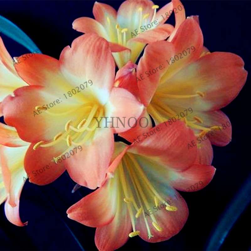 Chinese Clivia Seeds - Exotic Bonsai Flower for Home & Garden | Fast-Growing, Beautiful Blooms