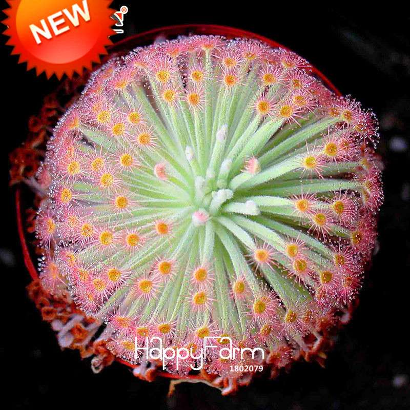 Sundew Seeds - Carnivorous Plant for Bonsai & Garden | Easy-Grow Potted Houseplant