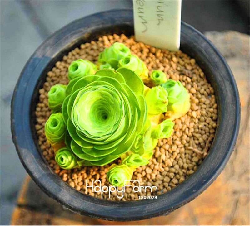 Rare Sempervivum Succulent Seeds Mix - Perfect for Home Garden & Indoor Planting | Fast-Growing, Easy Care Flowers