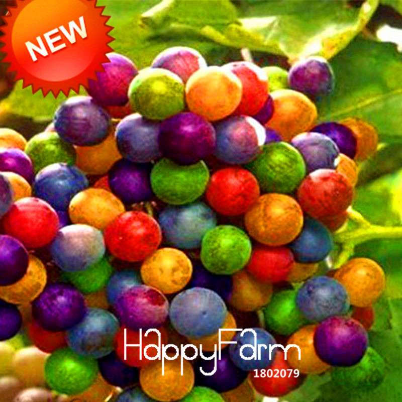 Rainbow Grape Seeds - Natural, Sweet & Easy to Grow | Premium Imported Fruit Plants