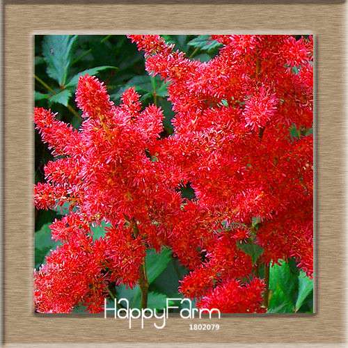 6-Color Chinese Astilbe Flower Seeds - Vibrant Balcony & Potted Garden Blooms, Fast US Shipping