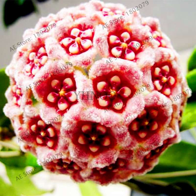 24 Color Hoya Carnosa Seeds - Rare Perennial Bonsai Plant for Home Garden