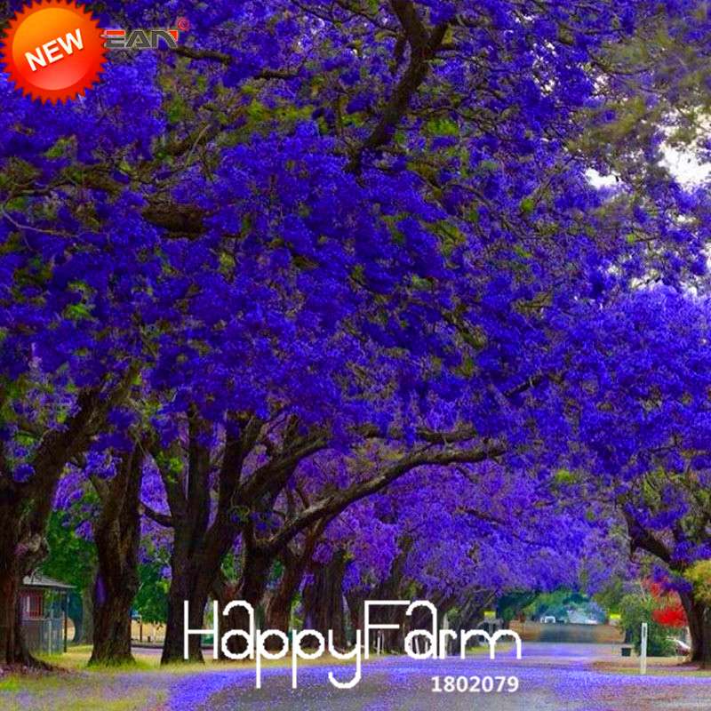 Blue Purple Jacaranda Mimosifolia Tree Seeds - Fast-Growing Flowering Shrub for Your Garden