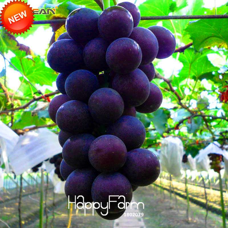 Sweet Kyoho Grape Seeds - Natural, Fast-Growing, Delicious Fruit Plants for Home Garden