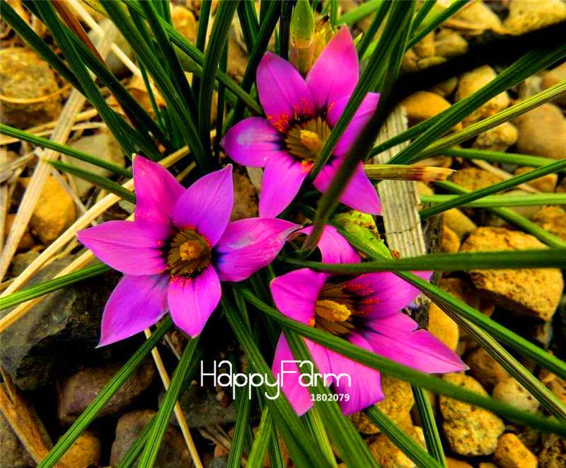 Romulea Flower Seeds - Rare, Fresh & Beautiful for Home Garden Planting