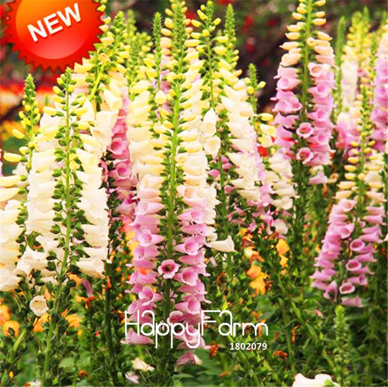 Wildflower Seeds Mix - Perennial Colorful Blooms for Home Garden Planting