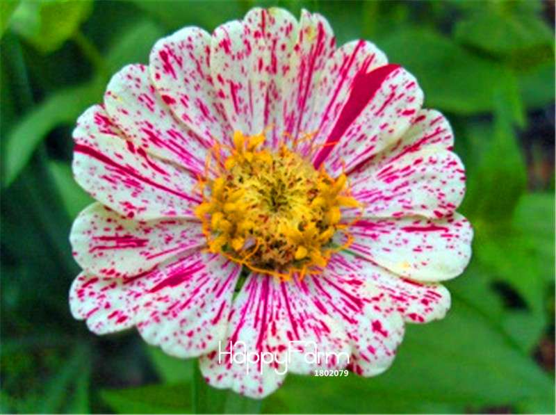 Premium Zinnia Seeds Mix - 24 Varieties, - Rare Colorful Flowers for Indoor & Outdoor Gardens