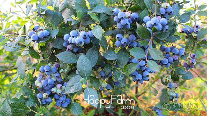 Blueberry Seeds for Planting - Grow Delicious Blueberry Fruit Trees at Home, Indoor/Outdoor Bonsai