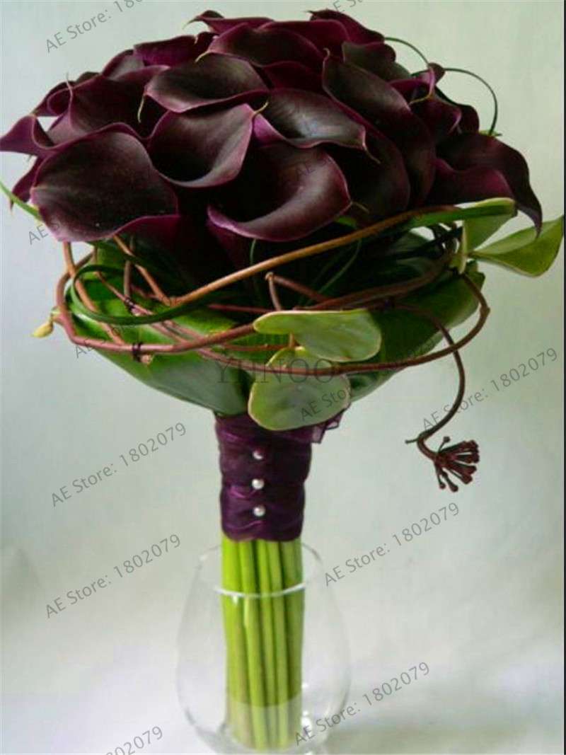 Rare Mixed Color Calla Lily Seeds - Beautiful Bonsai Flowers for Home Garden & Backyard Planting