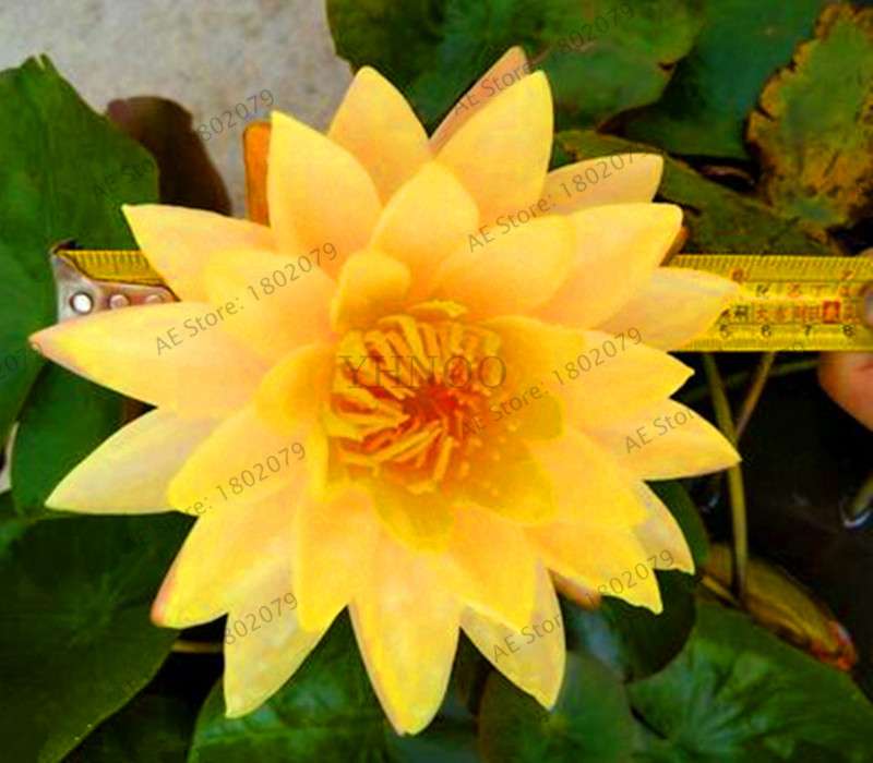 Lotus Flower Seeds - Aquatic Water Lily Plants for Home Garden Planting