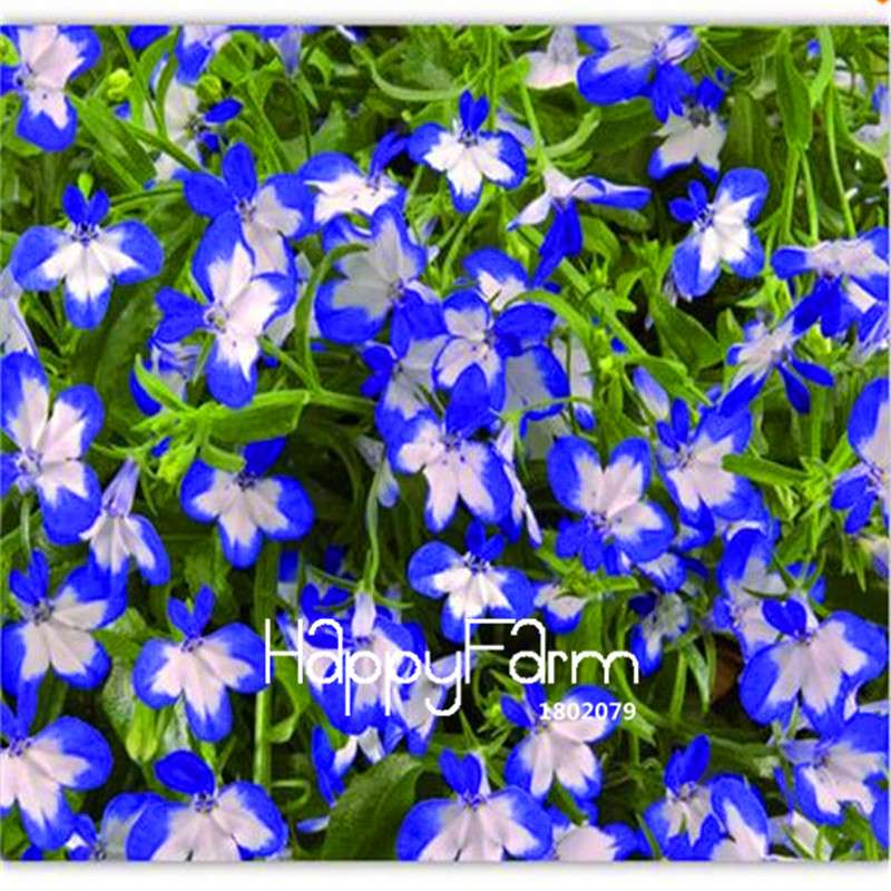 Lobelia Seeds - Bonsai Flower, Creeper & Ground Cover Plants for Garden Landscaping | Fast-Growing