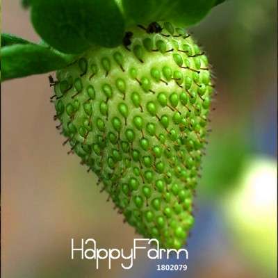 Strawberry Seeds - Rare Green Strawberry Bonsai Plants for Home Garden