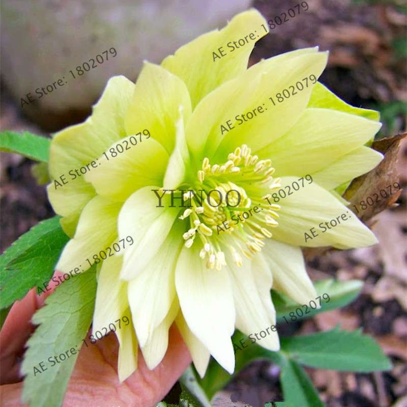 Christmas Rose Seeds (Helleborus Niger) - for Home, Courtyard & Bonsai Planting | Novelty Plant Gift