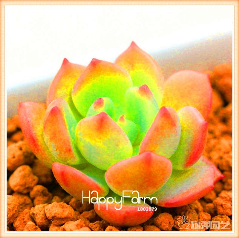 Lithops Seeds - 99 Varieties, Succulent & Bonsai Plants for Office - Fast Shipping & High Germination Rate