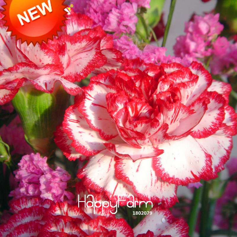 Red Dot & Edge Carnation Seeds - Potted Dianthus Caryophyllus Flowers for Garden, Courtyard