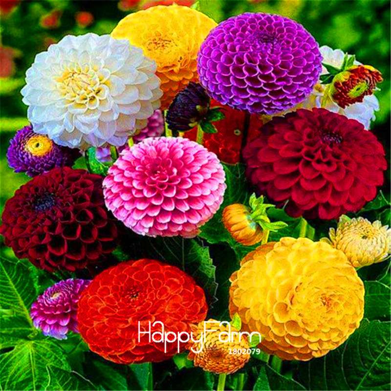 Premium Zinnia Seeds Mix - 24 Varieties, - Rare Colorful Flowers for Indoor & Outdoor Gardens