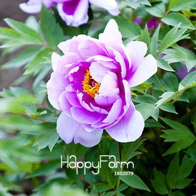 Yellow Peony Seeds for Planting - Potted Bonsai Flower Seeds for Home Garden