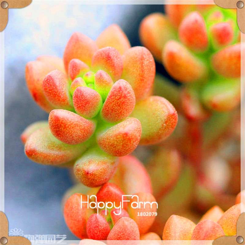 99 Varieties Lithops Seeds - Succulent & Bonsai Plants for Office, Home Garden - Easy to Grow