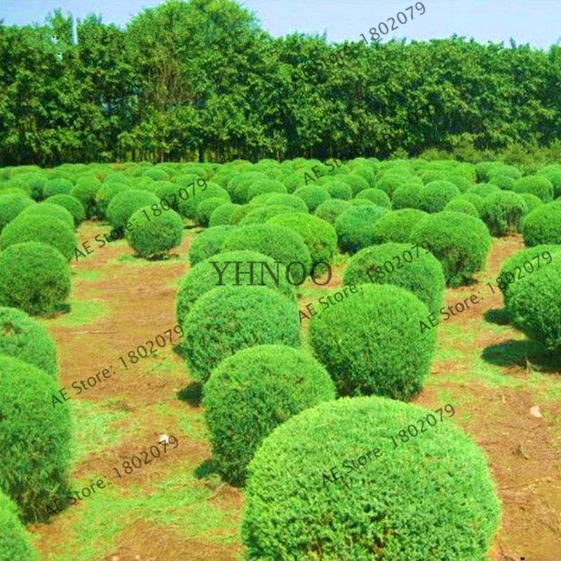Juniper Bonsai Seeds for Planting - Grow Outdoor Bonsai Trees, Purify Air, Perfect for Home & Garden